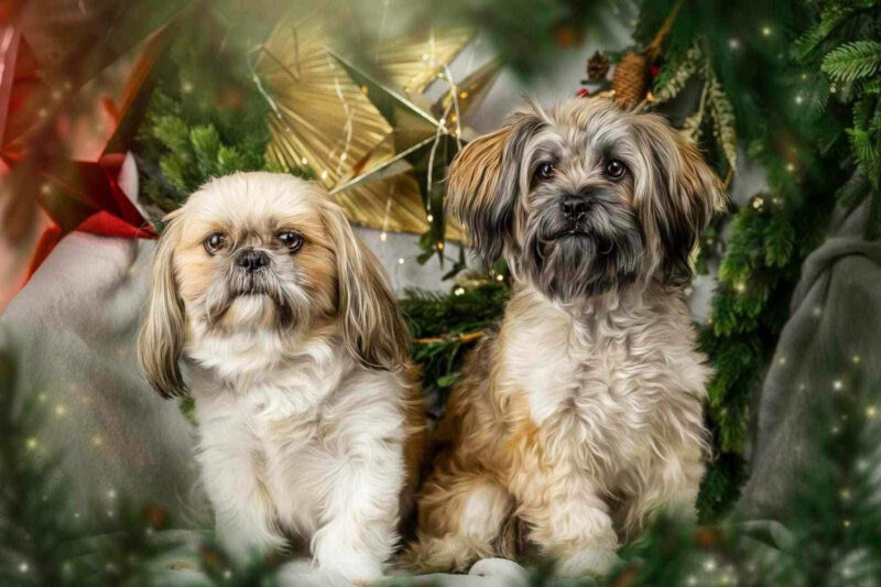 Fotografia psów, zwierzaków w świątecznej sesji zdjęciowej w Zielona Fabryka w Gnieźnie