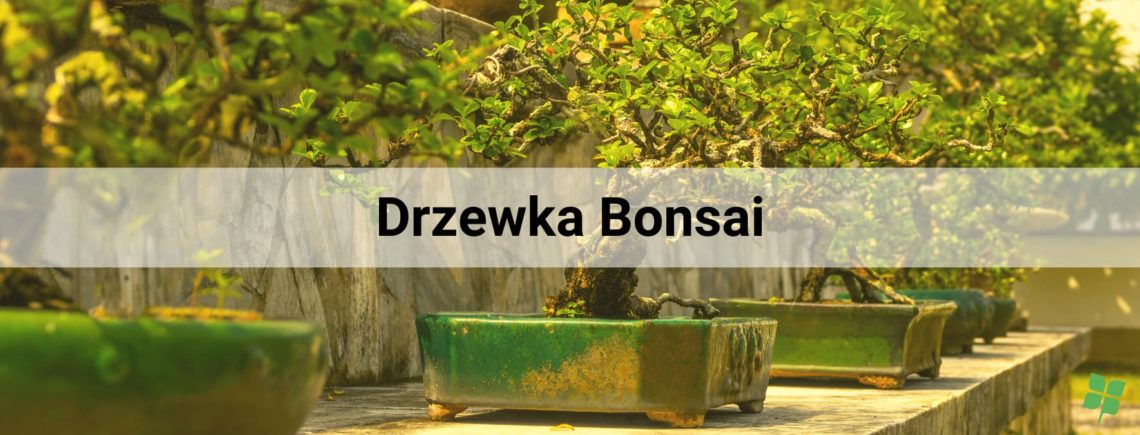 drzewko bonsai