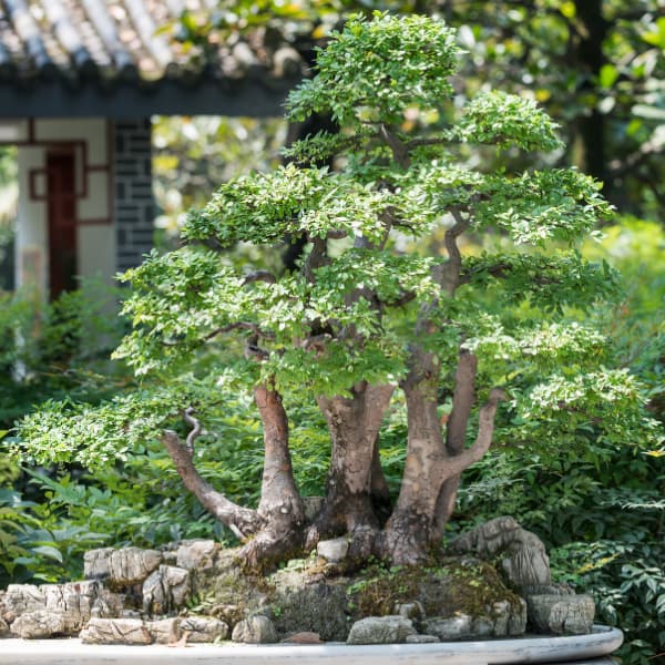 drzewko bonsai w ogrodzie