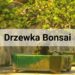 drzewko bonsai